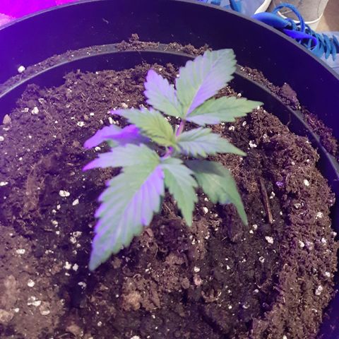 Perlite Bio Biz growlog timeline photo