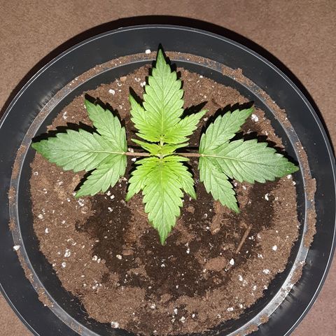 Perlite Bio Biz growlog photo: 19cm tip to tip set 1 leaves 12/13 cm high