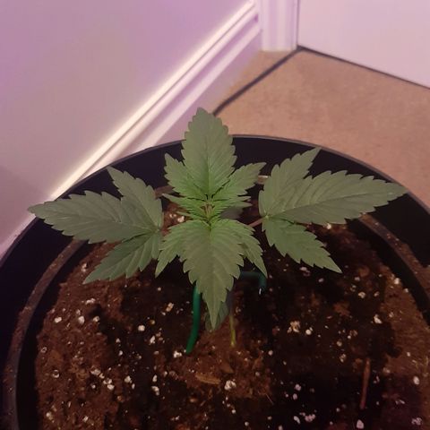 Perlite Bio Biz growlog photo: 19cm width