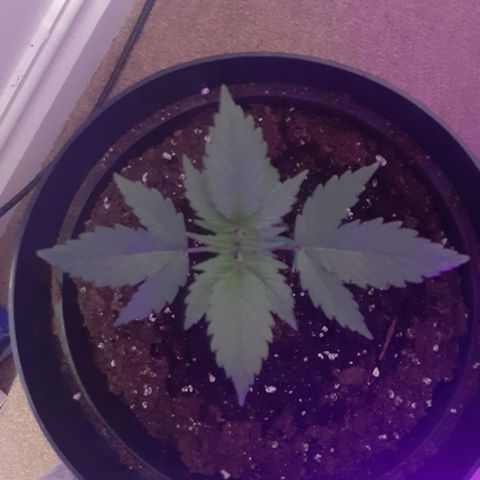 Perlite Bio Biz growlog photo: 19cm width
