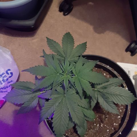 Perlite Bio Biz growlog photo: Before feed/water