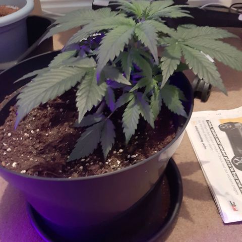 Perlite Bio Biz growlog photo: Before feed/water