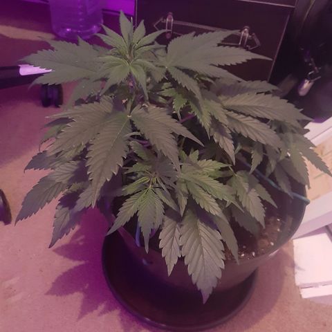 Perlite Bio Biz growlog timeline photo