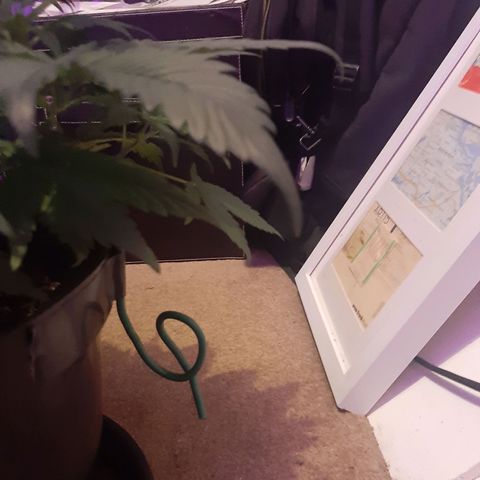 Perlite Bio Biz growlog timeline photo
