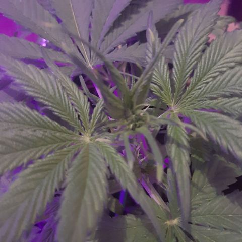 Perlite Bio Biz growlog timeline photo
