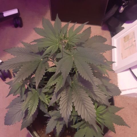 Perlite Bio Biz growlog timeline photo