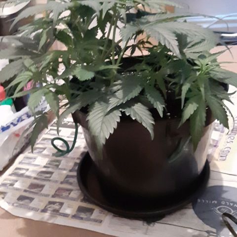 Perlite Bio Biz growlog timeline photo