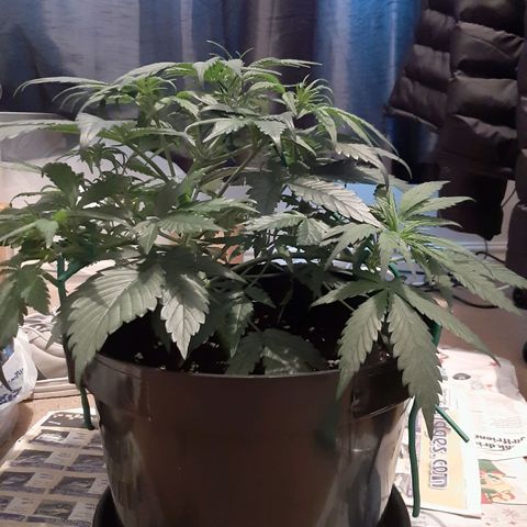 Perlite Bio Biz growlog timeline photo