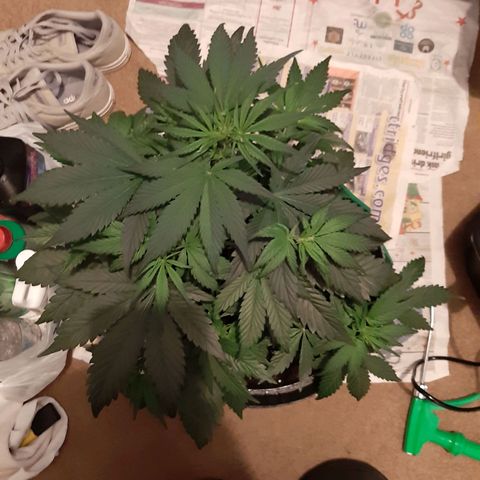 Perlite Bio Biz growlog timeline photo