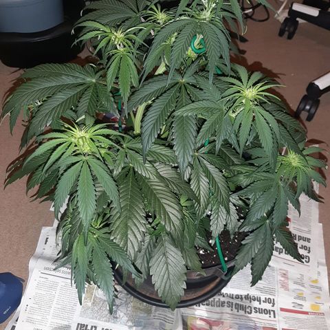 Perlite Bio Biz growlog timeline photo