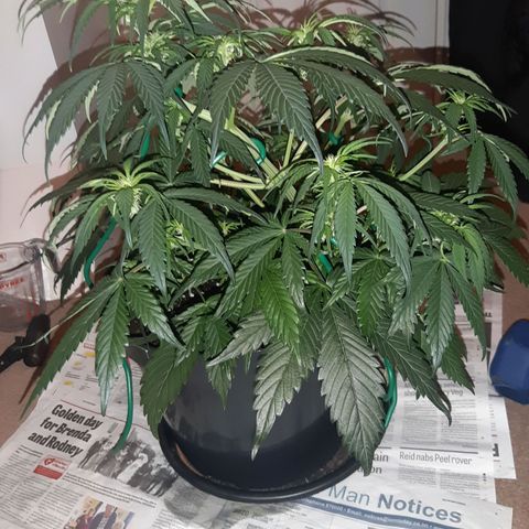 Perlite Bio Biz growlog timeline photo