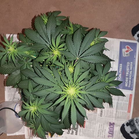 Perlite Bio Biz growlog timeline photo