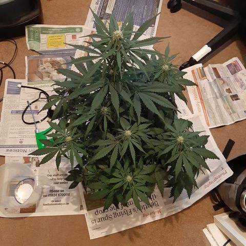 Perlite Bio Biz growlog timeline photo
