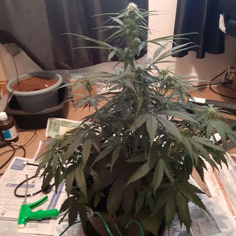 Perlite Bio Biz growlog timeline photo