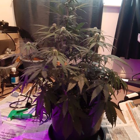 Perlite Bio Biz growlog timeline photo