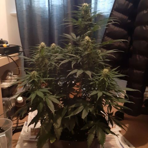 Perlite Bio Biz growlog timeline photo