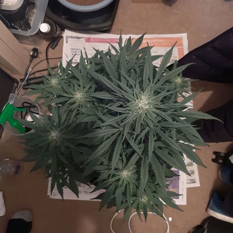 Perlite Bio Biz growlog timeline photo