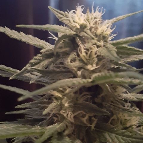 Perlite Bio Biz growlog timeline photo