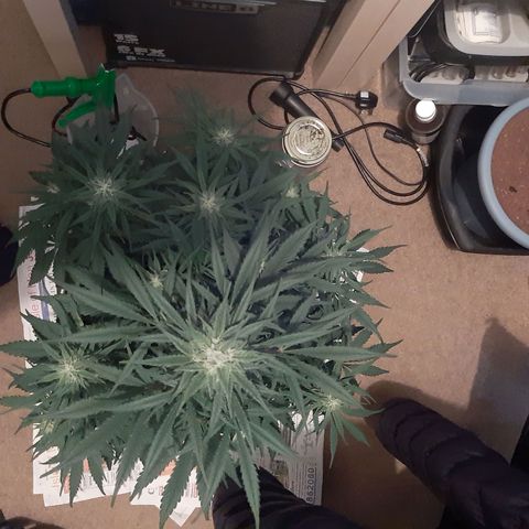 Perlite Bio Biz growlog timeline photo