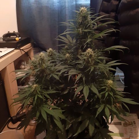 Perlite Bio Biz growlog timeline photo