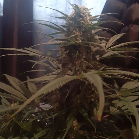 Perlite Bio Biz growlog timeline photo