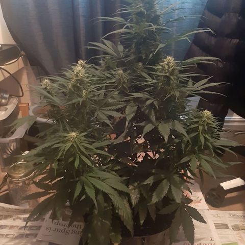 Perlite Bio Biz growlog timeline photo