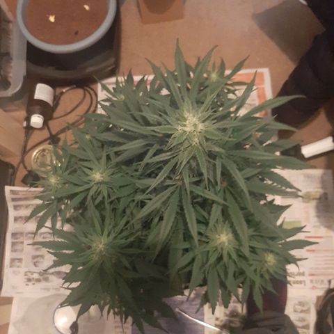 Perlite Bio Biz growlog timeline photo