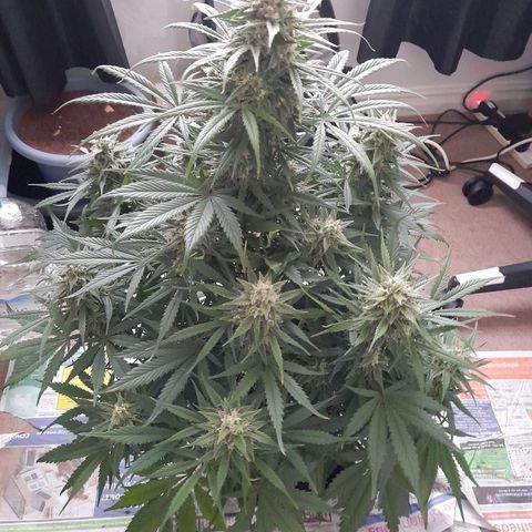 Perlite Bio Biz growlog timeline photo