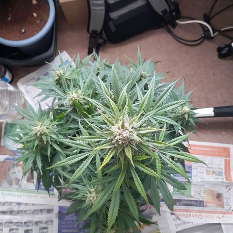 Perlite Bio Biz growlog timeline photo