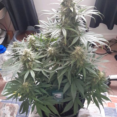 Perlite Bio Biz growlog timeline photo