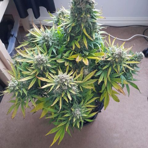 Perlite Bio Biz growlog timeline photo