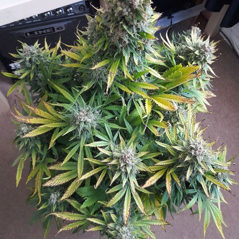 Perlite Bio Biz growlog timeline photo