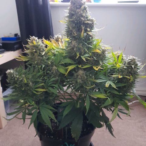 Perlite Bio Biz growlog timeline photo