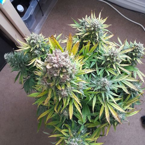 Perlite Bio Biz growlog timeline photo