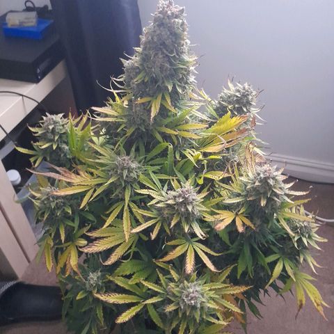Perlite Bio Biz growlog photo: Last pics before cutting 