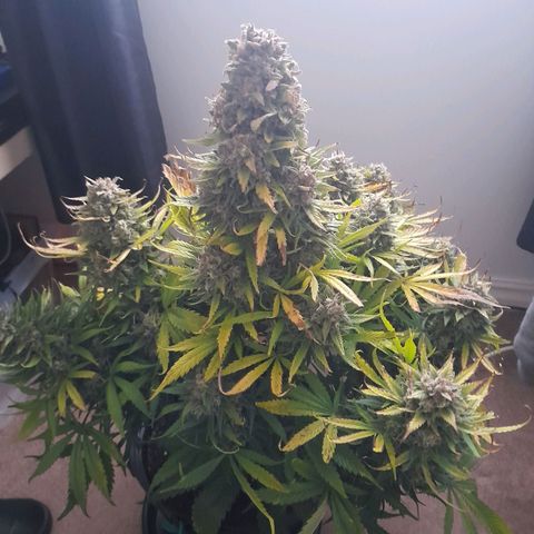 Perlite Bio Biz growlog photo: Last pics before cutting 