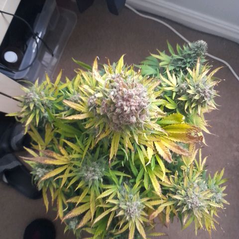 Perlite Bio Biz growlog timeline photo