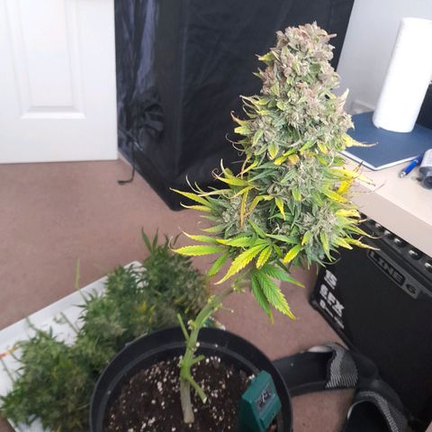 Perlite Bio Biz growlog timeline photo