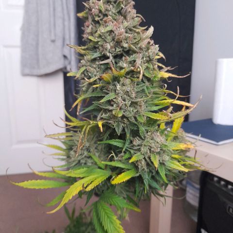 Perlite Bio Biz growlog timeline photo