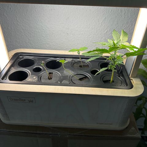 GreenBox+ #2 | Banana Bliss growlog timeline photo