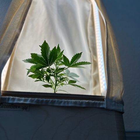 GreenBox+ #2 | Banana Bliss growlog photo: Umzug