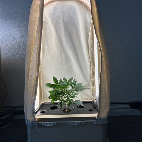 GreenBox+ #2 | Banana Bliss growlog photo: Umzug