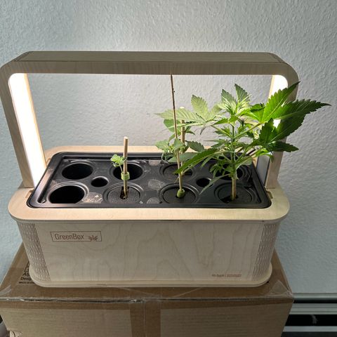 GreenBox+ #2 | Banana Bliss growlog timeline photo