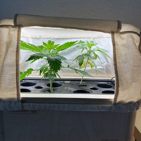 GreenBox+ #2 | Banana Bliss growlog timeline photo