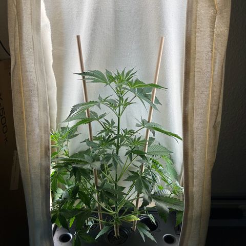GreenBox+ #2 | Banana Bliss growlog timeline photo