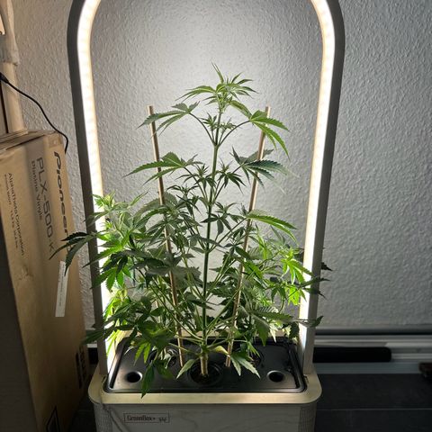 GreenBox+ #2 | Banana Bliss growlog timeline photo