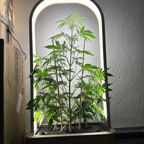 GreenBox+ #2 | Banana Bliss growlog timeline photo