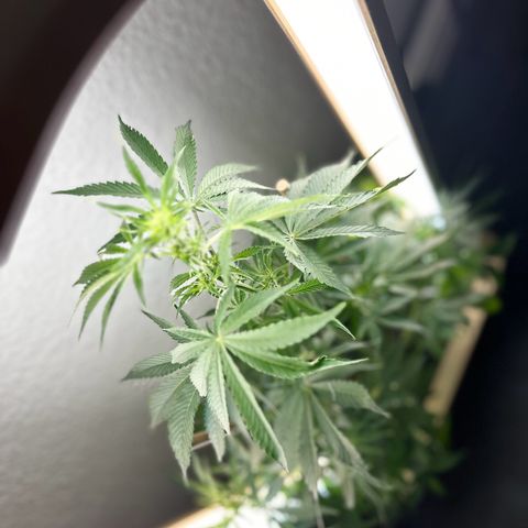 GreenBox+ #2 | Banana Bliss growlog timeline photo