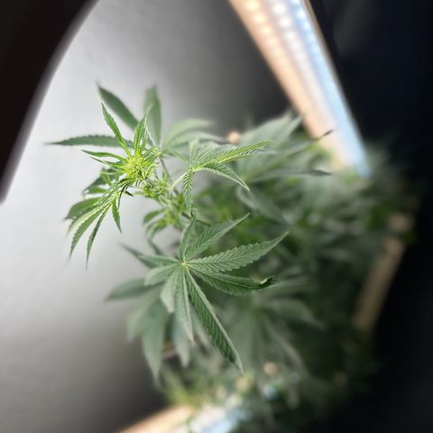 GreenBox+ #2 | Banana Bliss growlog timeline photo