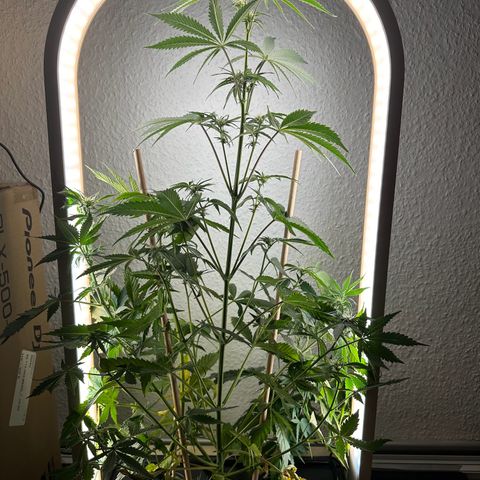 GreenBox+ #2 | Banana Bliss growlog timeline photo
